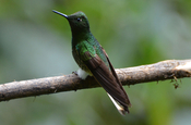 Individualreise Ecuador Kolibri