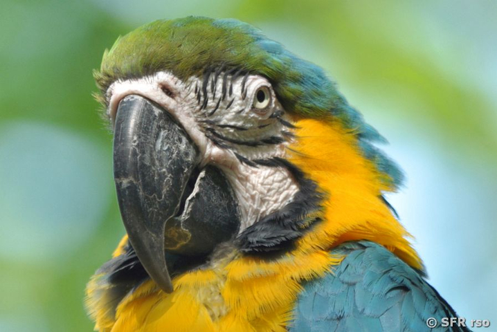 Macaw frontal im Parque Historico Guayaquil, Ecuador