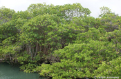 Rote Mangroven mit Stelzwurzeln Galapagos