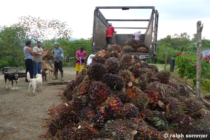 Palmfrüchte werden beladen in Ecuador