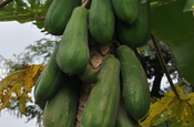 Papayabaum in Ecuador