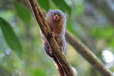Zwergseidenaeffchen Callithrix Pygmaea Sumak Allpa Ecuador