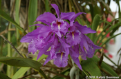 Cattleya Orchidee, Ecuador