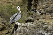 Pelikan auf Fels in Ecuador
