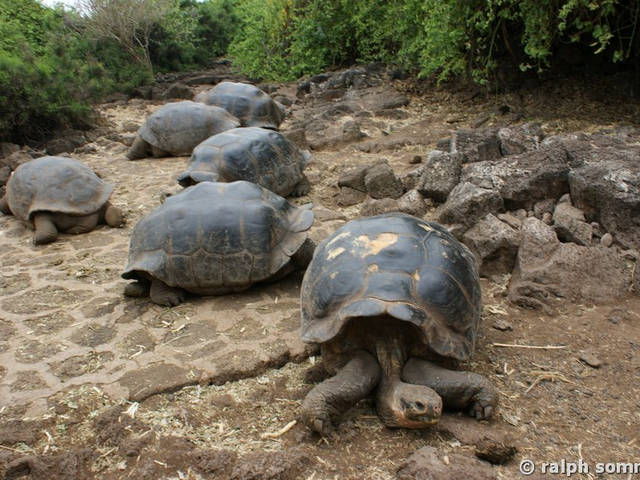 Riesenschildkröten in der Charles Darwin Station, Galapagos