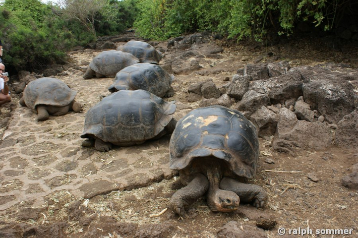 Riesenschildkröten in der Charles Darwin Station, Galapagos