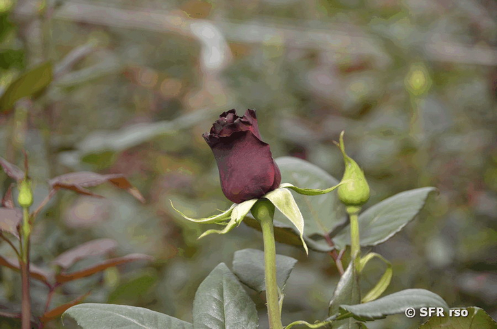 Rose schwarz in Ecuador