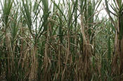 Zuckerrohr auf Feld in Ecuador