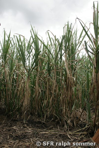 Zuckerrohr auf Feld in Ecuador