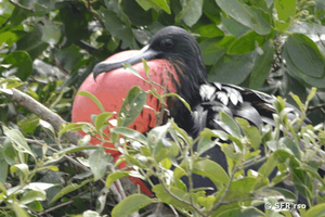 Fregattvogel auf der Isla Corazón