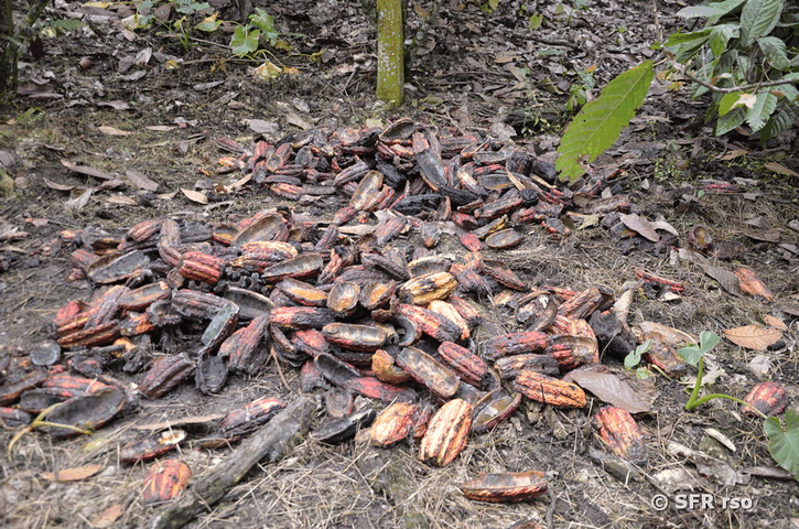 Kakao Schoten auf dem Boden in Ecuador