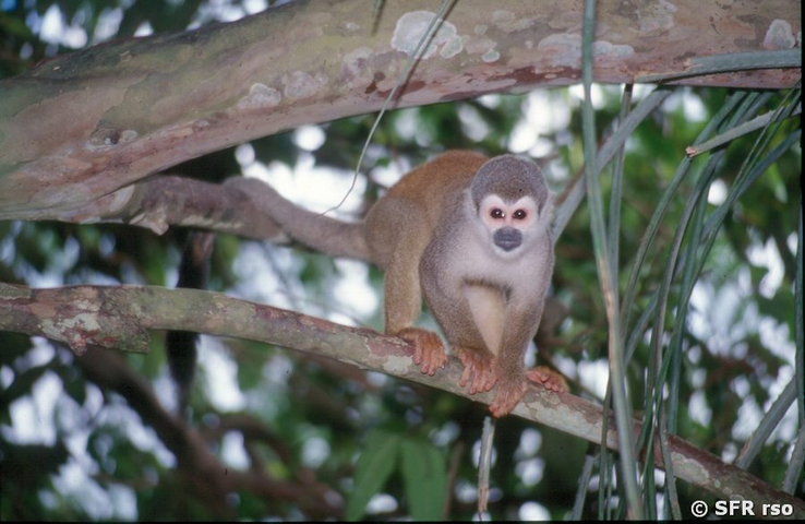 Totenkopfaeffchen Saimiri Sciureus auf Baum in Ecuador