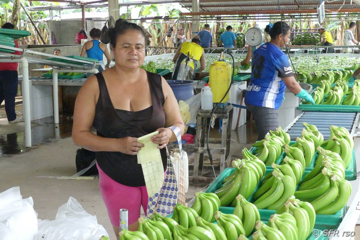 Bananen werden mit Firmenetiketten beklebt, Ecuador