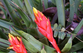 Bromelie in Mindo in Ecuador