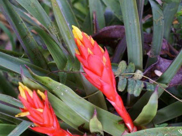 Bromelie in Mindo in Ecuador