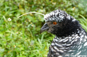 Hornwehrvogel in Ecuador
