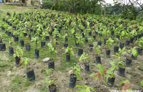 Aufzucht von Kakaopflanzen