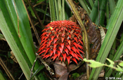 Aechmea multiflora in Ecuador