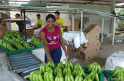 Bananenhände aufgeteilt in Ecuador