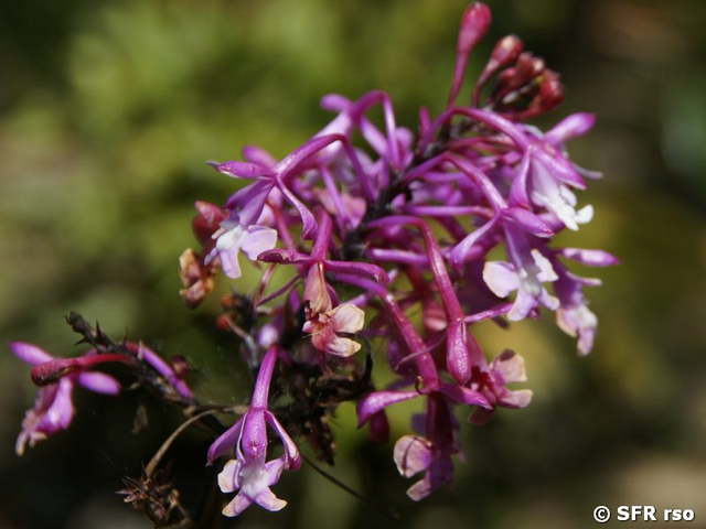 Epidendrum