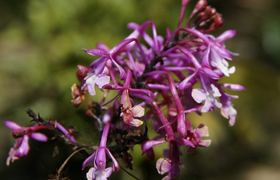 Epidendrum