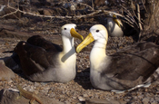 Albatros Phoebastria irrorata brütend auf Insel Espanola Galapagos