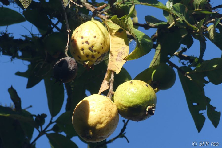 Guaven Früchte Baum in Ecuador