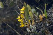 Oncidium Orchideen im Reservat Yanacocha in Ecuador