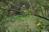 Papagei im Gebüsch, Ecuador