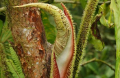 Anthurium neues Blatt in Ecuador