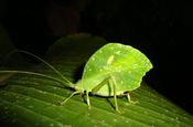 Blattheuschrecke Katydid walking leaf in Ecuador