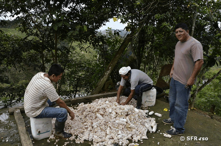 Enthülsen der Kakofrüchte in Ecuador