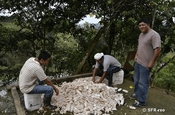 Enthülsen der Kakofrüchte in Ecuador
