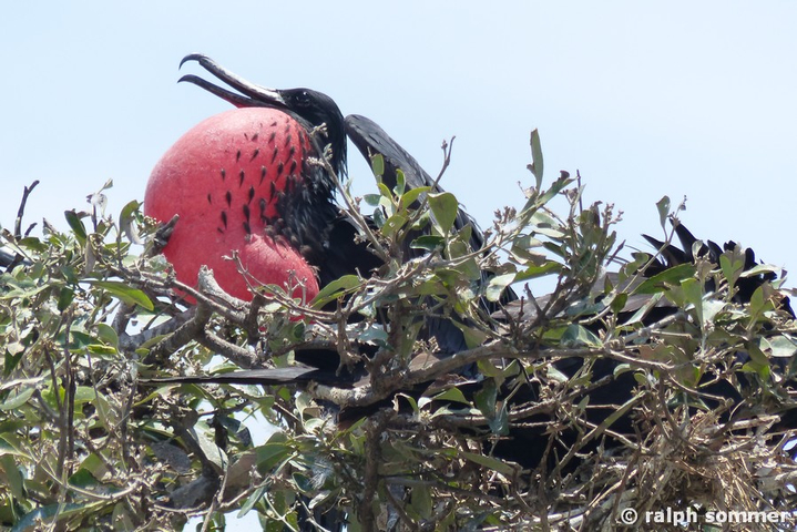 Fregattvogel maennlich auf Baum in Ecuador