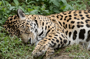 Jaguar ruhend in Ecuador