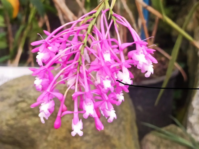 blühende Epidendrum Orchideenpflanze Ecuador
