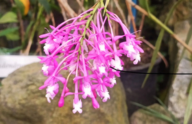 blühende Epidendrum Orchideenpflanze Ecuador
