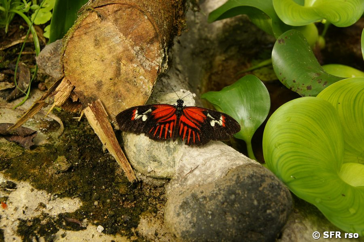 Heliconius melpomene Schmetterling in Ecuador