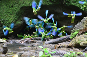 Kobaltfluegelsittich in Ecuador