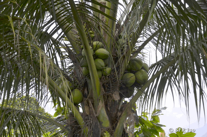 Kokosnüsse auf Palme in Ecuador