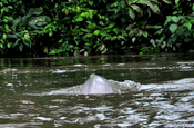 Delfin in der Lagune im Nationalpark Cuyabeno in Ecuador