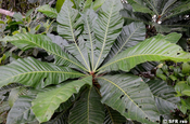 Tangare Carapa guianensis Meliaceae in Ecuador