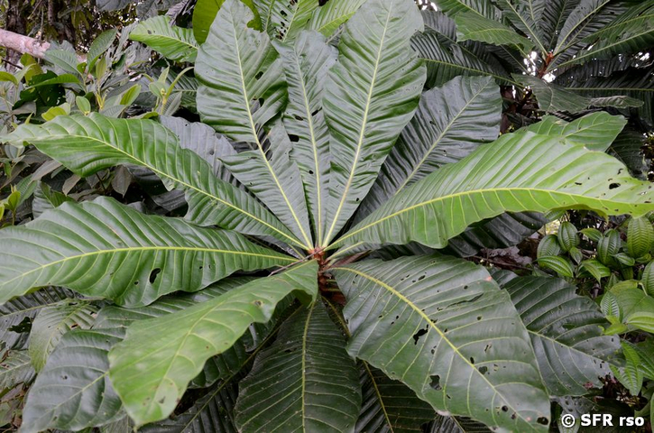 Tangare Carapa guianensis Meliaceae in Ecuador