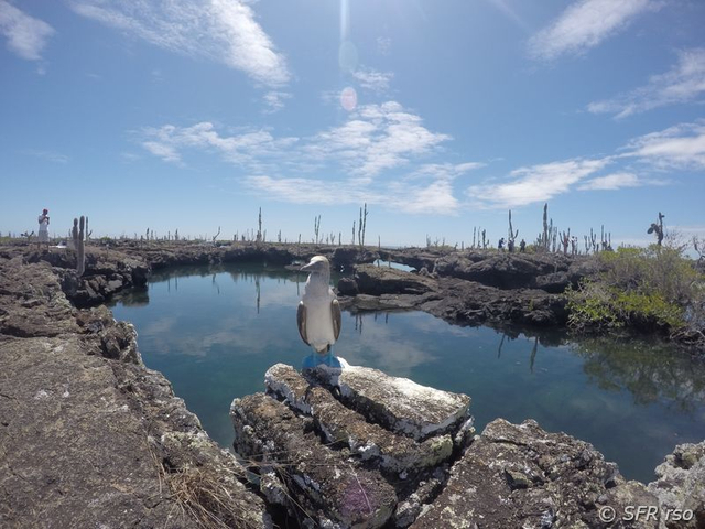 Blaufußtölpel in Los Tuneles, Galapagos