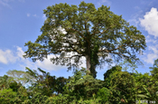 Ceiba Gigant Regenwald in Ecuador