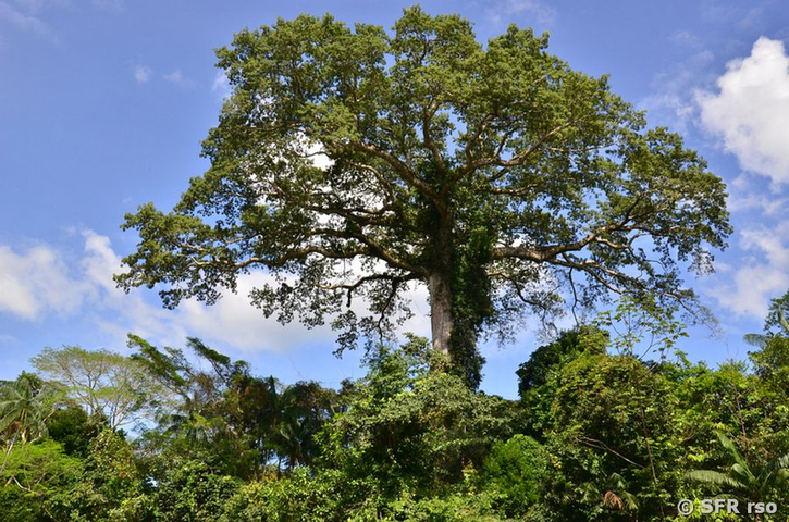 Ceiba Gigant Regenwald in Ecuador