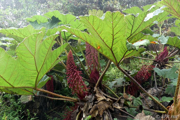 Gunnera manicata (Mammutblatt) in Ecuador