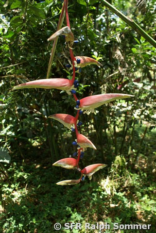 Heliconia chartacea in Ecuador