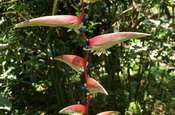 Heliconia chartacea in Ecuador