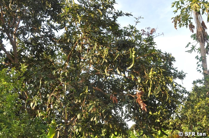 Inga edulis Mimosengewächs in Ecuador